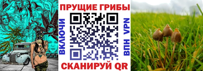 Галлюциногенные грибы мухоморы Новоалександровск